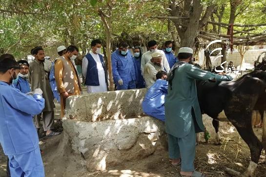 La fièvre du Congo tue 1 personne à Nangarhar, 7 cas suspects émergent Santé
