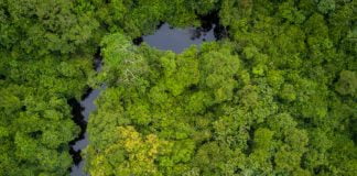 Mongala: ONG-AJBS dénonce l’exploitation abusive de forêt par la société Booming Green