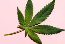 Découvrez ici les noms des célébrités américaines qui ont investi dans le commerce du cannabis