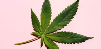 Découvrez ici les noms des célébrités américaines qui ont investi dans le commerce du cannabis