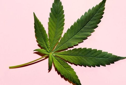 Découvrez ici les noms des célébrités américaines qui ont investi dans le commerce du cannabis