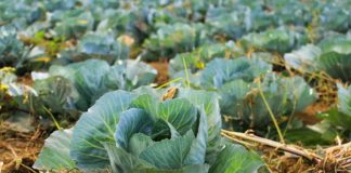 Pourquoi une alimentation « plus responsable » dépend de l’endroit que l’on habite