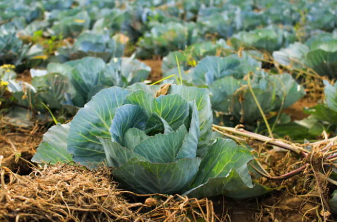 Pourquoi une alimentation « plus responsable » dépend de l’endroit que l’on habite 2 Pourquoi une alimentation « plus responsable » dépend de l’endroit que l’on habite 2