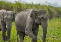 Nord-kivu : Des éléphants détruisent les champs de la population à Rutshuru