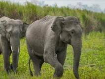 Nord-kivu : Des éléphants détruisent les champs de la population à Rutshuru