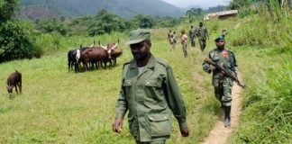Nord-Kivu : Les miliciens de la coalition APCLS et Nyatura occupent à présent deux localités à Masisi