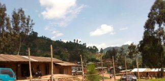 État de siège au Nord-Kivu : Un réseau de “voleurs” des cacaos dans le Ruwenzori aux arrêts