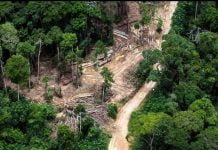 RDC: la protection de l’environnement constitue un défi majeur pour l’humanité
