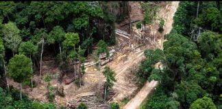 RDC: la protection de l’environnement constitue un défi majeur pour l’humanité