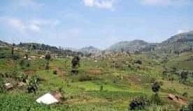 Masisi : Un cultivateur a été tué au champ par les Nyantura pour n’avoir pas payé un jeton de 1000 FC !
