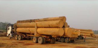Mongala : la société forestière Booming Green doit payer 3.688.660 $ comme amande, pour l’infraction d’exploitation abusive de forêt, l’enthousiasme de l’AJBS