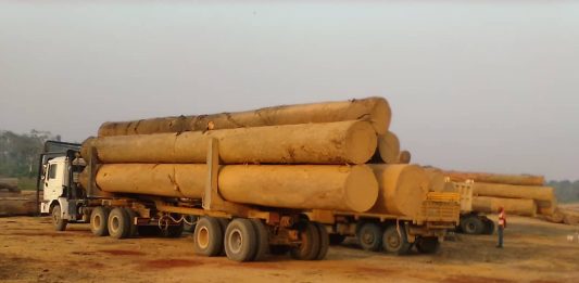 Mongala : la société forestière Booming Green doit payer 3.688.660 $ comme amande, pour l’infraction d’exploitation abusive de forêt, l’enthousiasme de l’AJBS