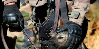 RDC : Un bataillon « canine » des FARDC avec des chiens méchants sera déployé dans quelques jours en Ituri !