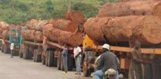 Mongala : ONG-AJBS dénonce l’exploitation abusive de foret par la firme chinoise dénommée Congo King Baisheng.