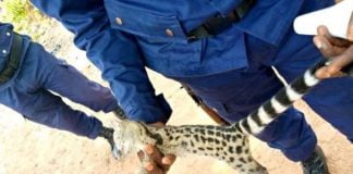 Insolite : Un animal d’origine inconnue abbatu à l’assemblée provinciale du Kasaï-oriental