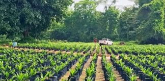 Flash/RDC : Le Gouvernement congolais décide d’ajouter 100 millions de dollars dans l’agriculture !