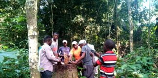 Mongala: ONG-AJBS demande la suspension de Coordonnateur provicial de l’Environnement suite à la continuiténité de l’exploitation forestière illégale et abusive de Congo king dans la forêt de MOWEA