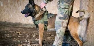 RDC : Une unité des canines mis à la disposition des FARDC pour pourchasser les ADF !