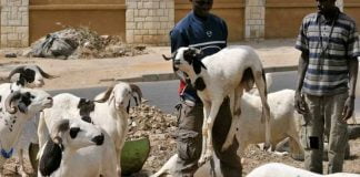 Insolite : Un militaire FARDC surpris en plein ébat sexuel avec un mouton !
