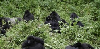Sud-kivu: la famille de gorille Nabirembo enregistre une nouvelle naissance dans le parc national de Kahuzi Biega