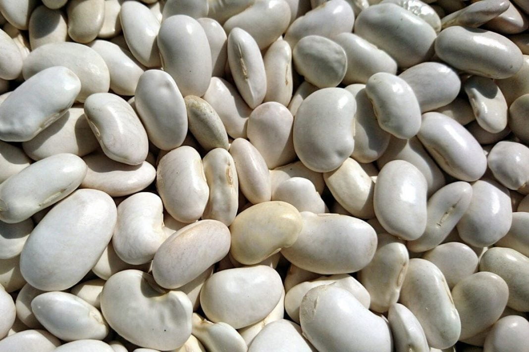 haricots-blancs-lingots-et-sport