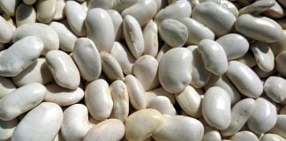 Santé : selon les médecins, les haricots aident à réduire le taux de sucre dans le sang chez les diabétiques