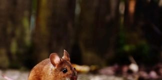 Découverte : le variant du Covid-19 est causé par les souris!
