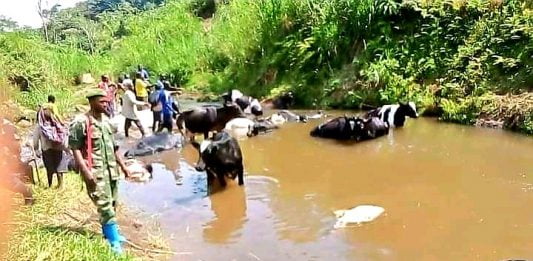 Ituri : Plus de 250 vaches pillées par des combattants de la FPIC dans le territoire de Djugu !