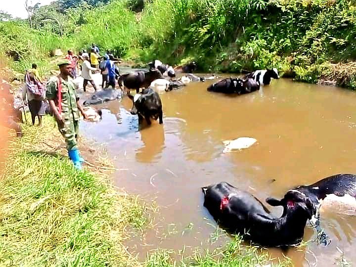 Ituri : Plus de 250 vaches pillées par des combattants de la FPIC dans le territoire de Djugu ! 1 Ituri : Plus de 250 vaches pillées par des combattants de la FPIC dans le territoire de Djugu ! 1