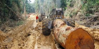 Mongala : l’ONG–AJBS porte plainte contre Congo King Beishen Forest Developmenten sigle « COKIBAFODE »