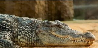À la découverte d’un vieux crocodile de 95 millions d’années