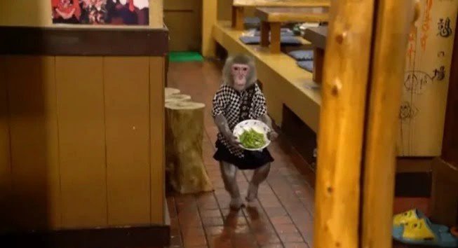 Découvrez le Restaurant où les singes travaillent comme serveurs, et combien ils sont payés (Photos) 5