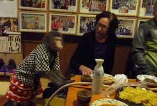 Découvrez le Restaurant où les singes travaillent comme serveurs, et combien ils sont payés (Photos) 4