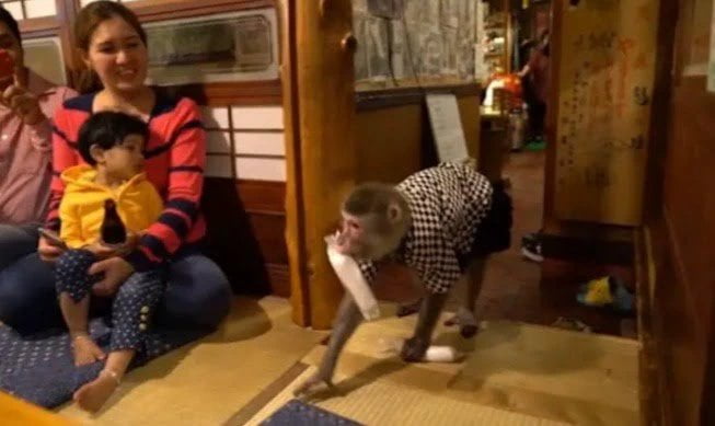 Découvrez le Restaurant où les singes travaillent comme serveurs, et combien ils sont payés (Photos) 6