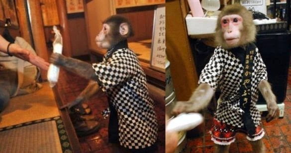Découvrez le Restaurant où les singes travaillent comme serveurs, et combien ils sont payés (Photos) 3