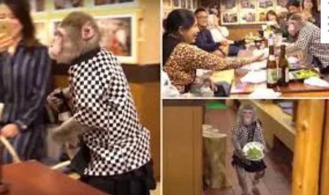 Découvrez le Restaurant où les singes travaillent comme serveurs, et combien ils sont payés (Photos) 2