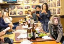 Découvrez le Restaurant où les singes travaillent comme serveurs, et combien ils sont payés (Photos)