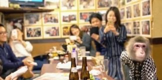 Découvrez le Restaurant où les singes travaillent comme serveurs, et combien ils sont payés (Photos)