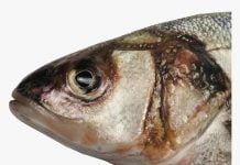 Mangez-vous la tête de poisson ? Voyez ce que cela fait à votre cerveau