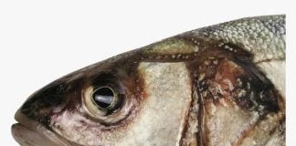 Mangez-vous la tête de poisson ? Voyez ce que cela fait à votre cerveau