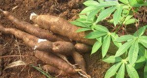 RDC : Du pain à la farine de manioc bientôt disponible pour les congolais