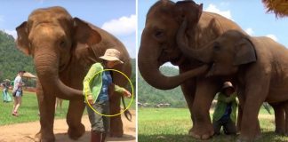 Ouganda: Un éléphant au tribunal pour avoir piétiné à m0rt un chercheur