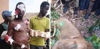 Ouganda : un homme tue un lion en plein combat !