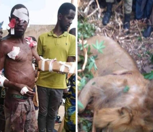 Ouganda : un homme tue un lion en plein combat !