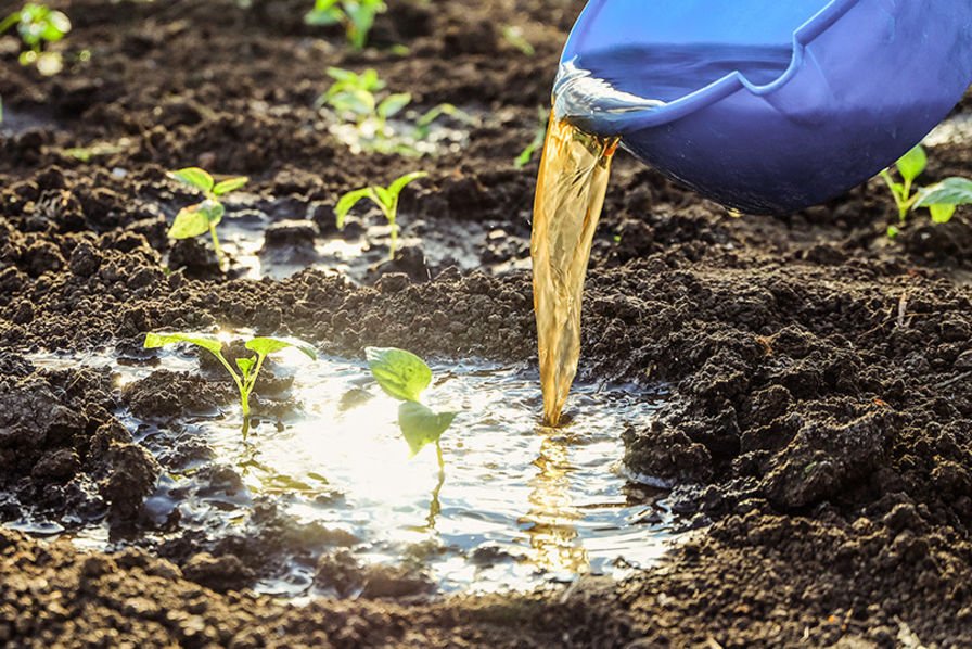 Nord-Kivu : L'urine humaine se vend désormais comme engrais, découvrez le prix d'un bidon ! 2