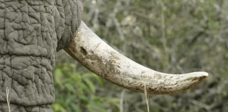 Urgent/RDC: saisie record d’une tonne et demie d’ivoire de contrebande à Lubumbashi
