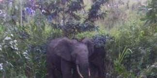 Urgent/Nord-Kivu : Les éléphants ravagent 12 champs des habitants de Masambo
