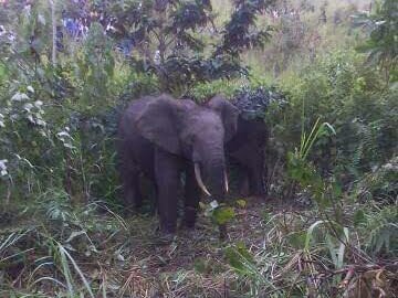 Elephant luozi (1)