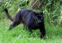 Une panthère sauvage sème la terreur depuis plusieurs jours à Iboundji au Gabon !