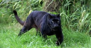 Une panthère sauvage sème la terreur depuis plusieurs jours à Iboundji au Gabon !